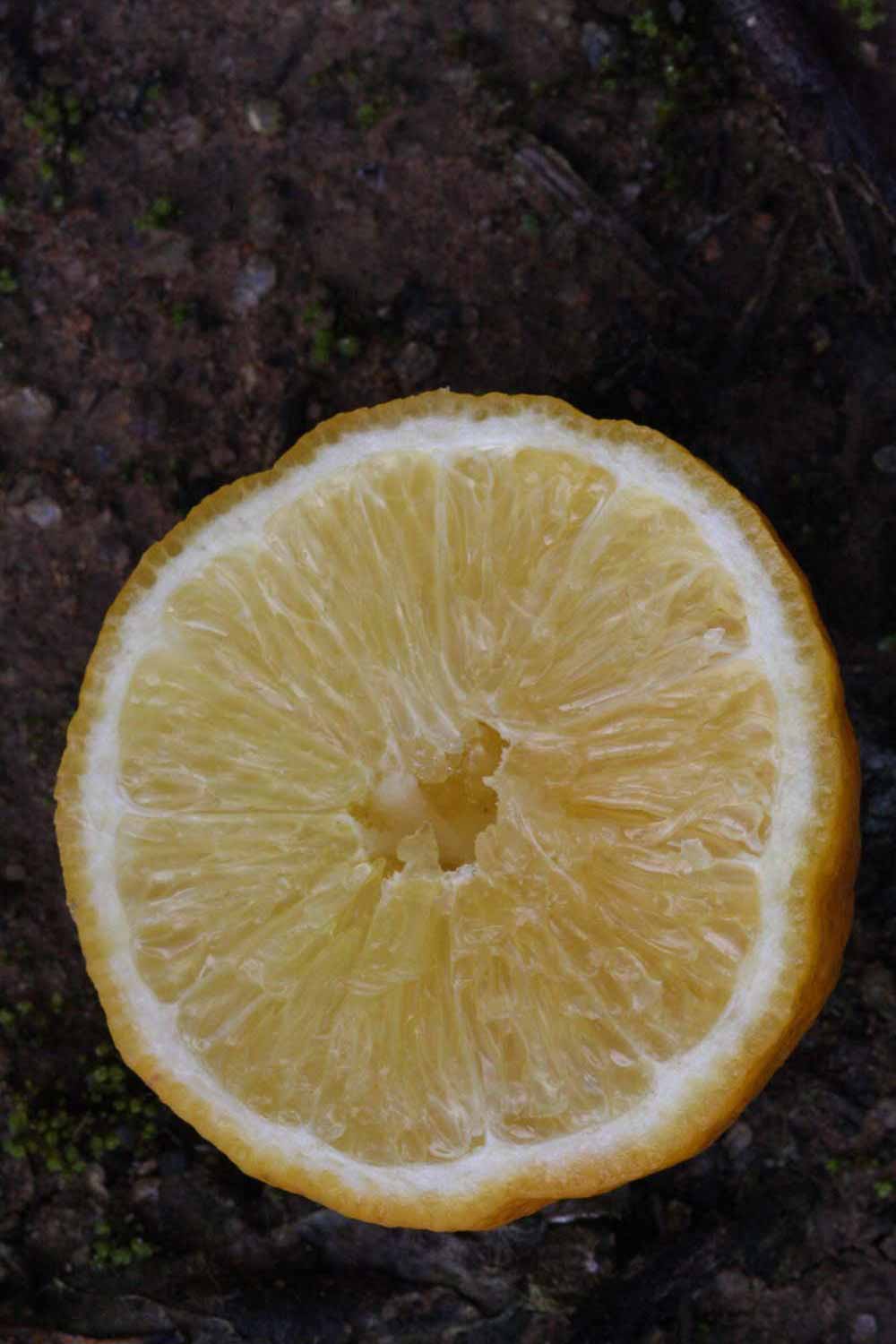              Fruit cross-section (Lindcove, CA)       